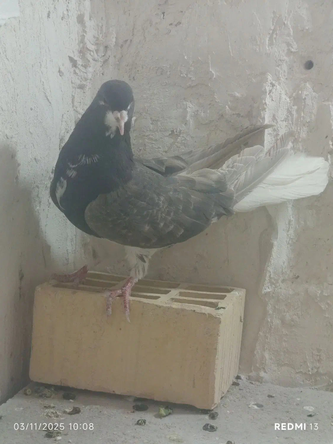 شهری ماده|پرنده|ارژن, |دیوار