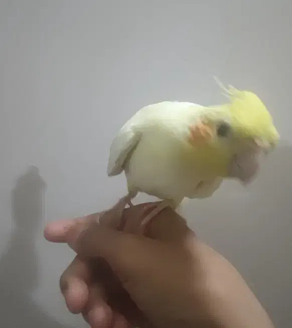 فروش عروس هلندی|پرنده|خوسف, |دیوار