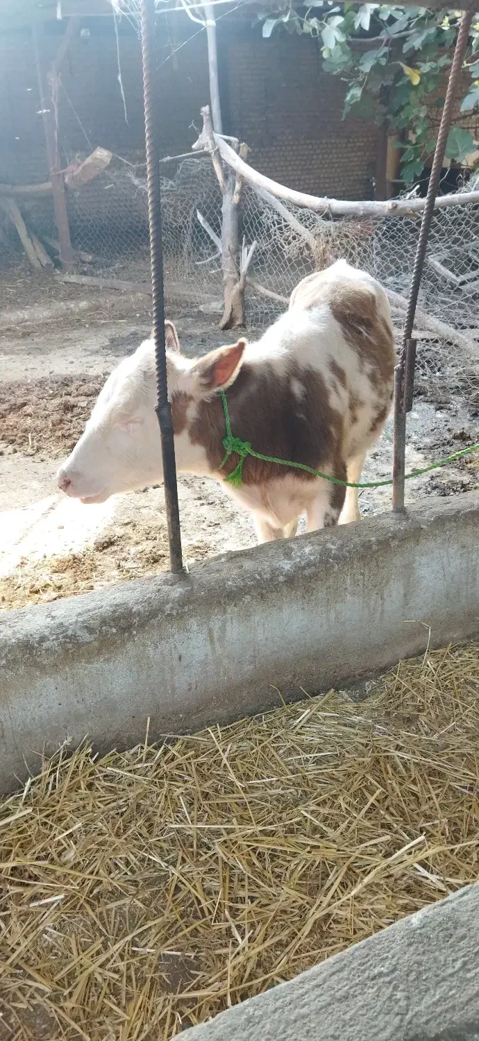 فروش گوساله سمیتال|حیوانات مزرعه|گلوگاه, |دیوار