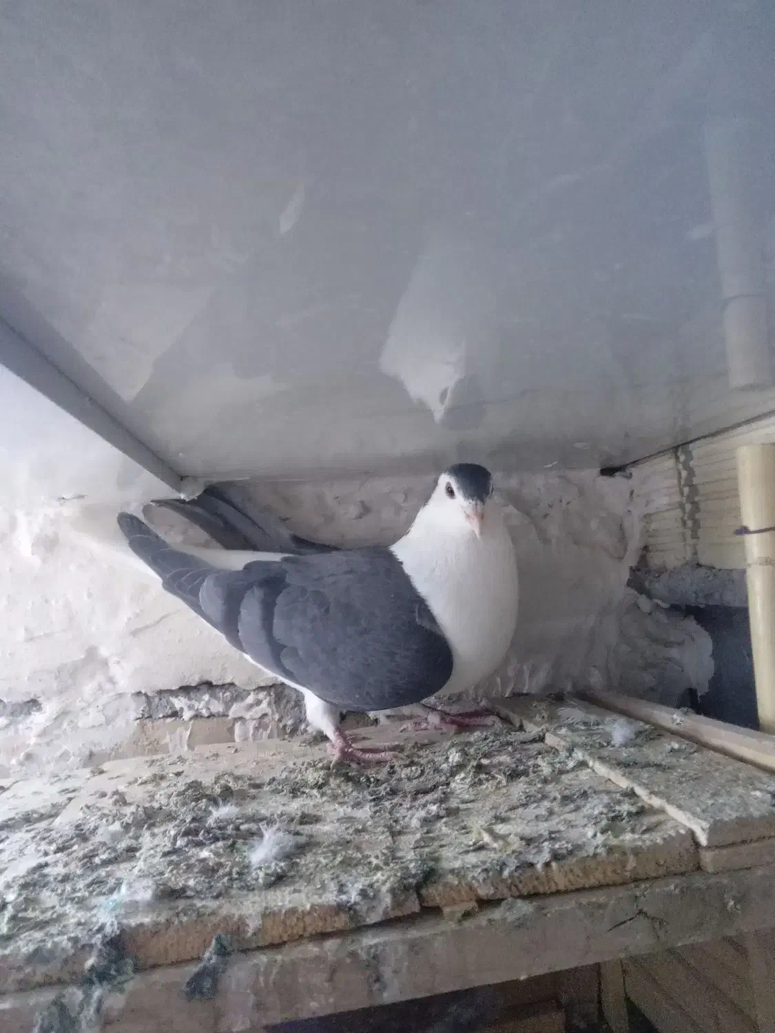 کفتر پلاس|پرنده|ساوه, |دیوار