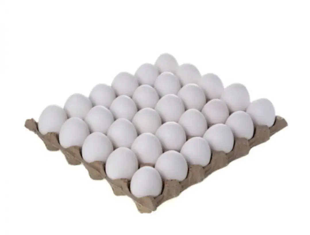 تخم مرغ قیمت عمده|حیوانات مزرعه|قم, نیروگاه|دیوار