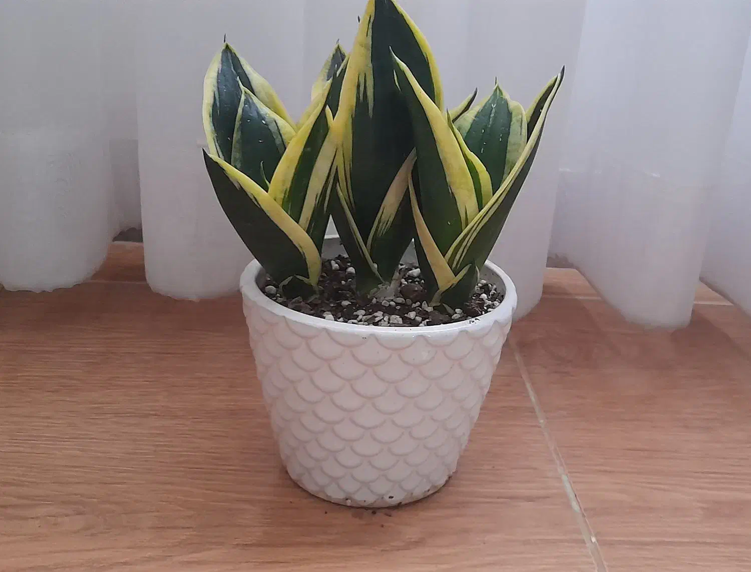 سانسوریا بلک گلد|گل و گیاه طبیعی|آستانه اشرفیه, |دیوار