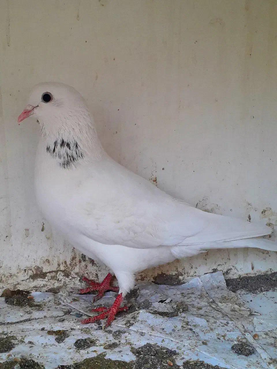 کفتر پرشی|پرنده|تهران, بیسیم|دیوار