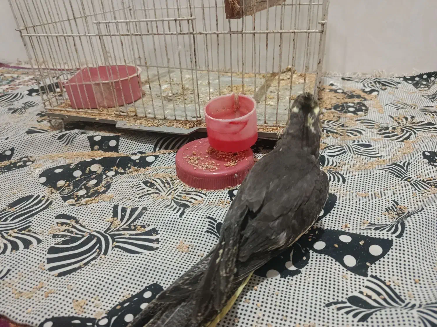 (فروش ویژه) عروس هلندی دستی دانخور و قفس خیلی بزرگ|پرنده|گرگان, |دیوار