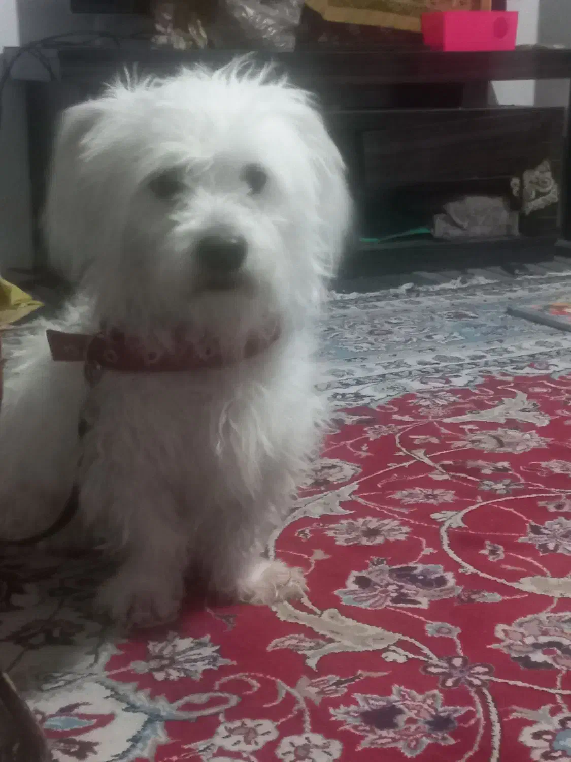 سگ نر|سگ|قوچان, |دیوار