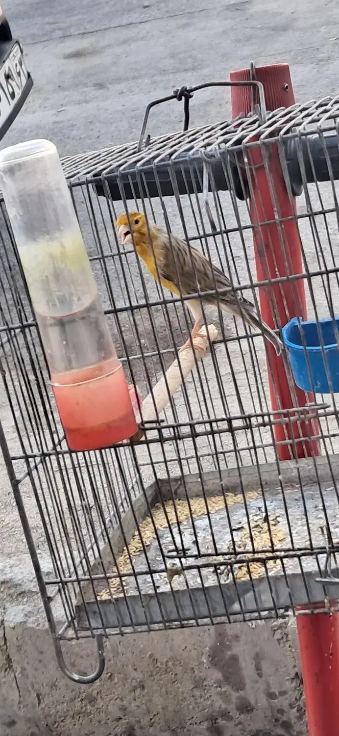 قناری مس مس هن شلاقی|پرنده|شیراز, کوشک میدان|دیوار