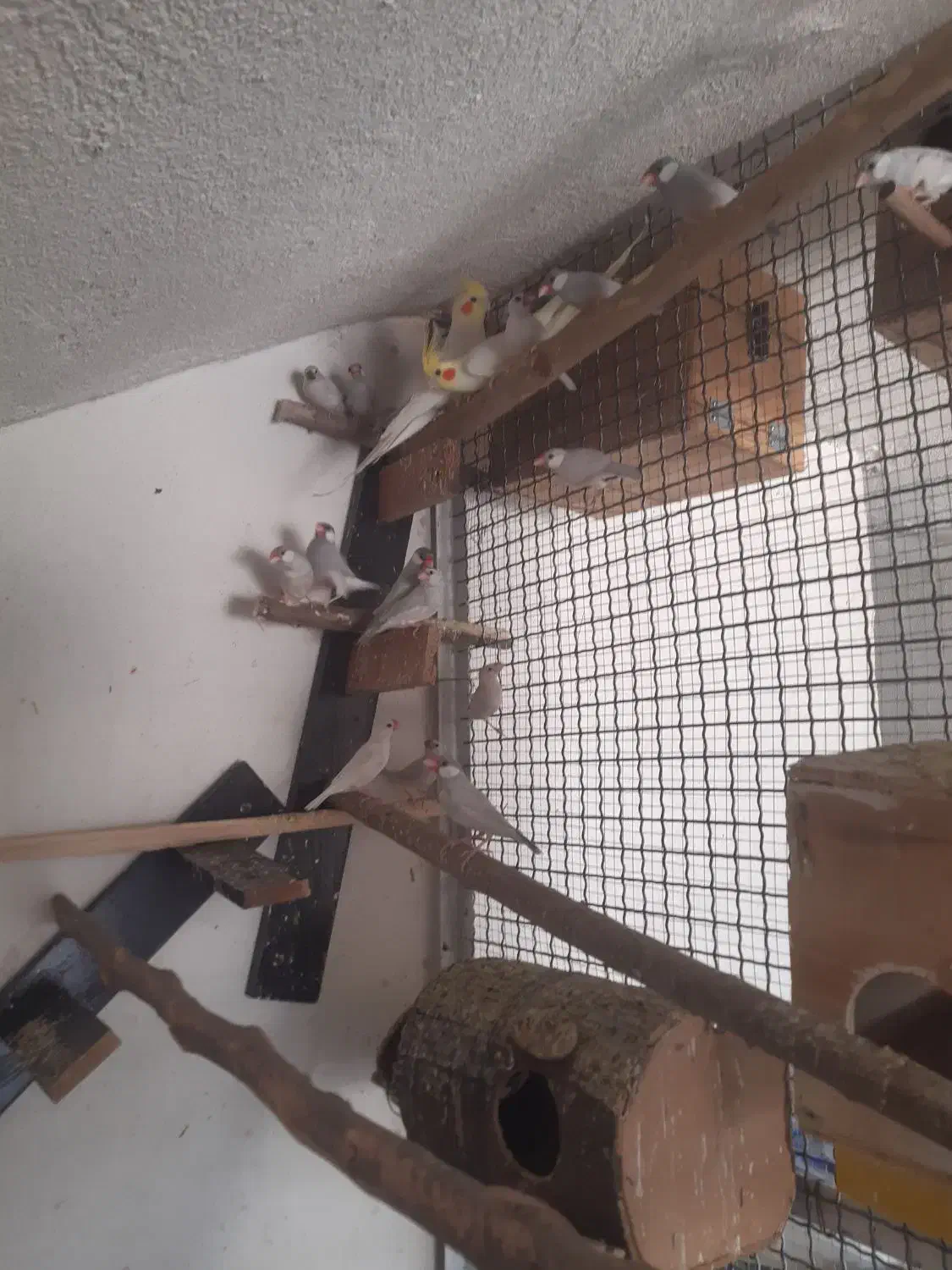 فروش فنچ سیلور با یک جفت عروس هلندی|پرنده|نورآباد ممسنی, |دیوار