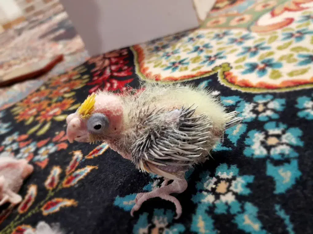 جوجه عروس هلندی|پرنده|زهک, |دیوار