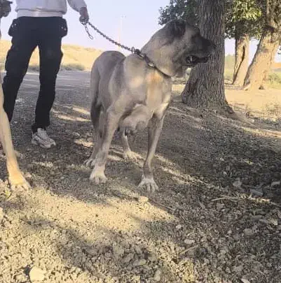 سگ ماده سرابی اصیل|سگ|اسلام‌شهر, باغ فیض|دیوار