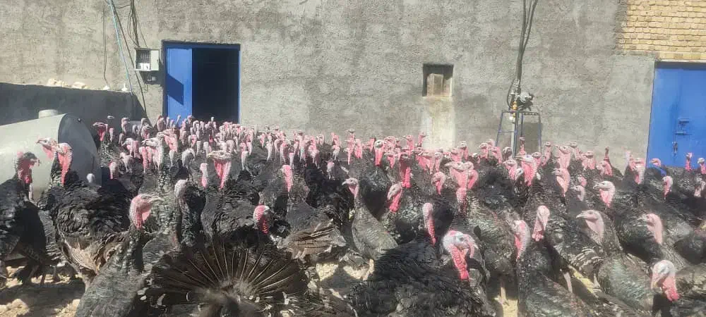 بوقلمون برنز سینه پهن و بوربون|حیوانات مزرعه|دیواندره, |دیوار