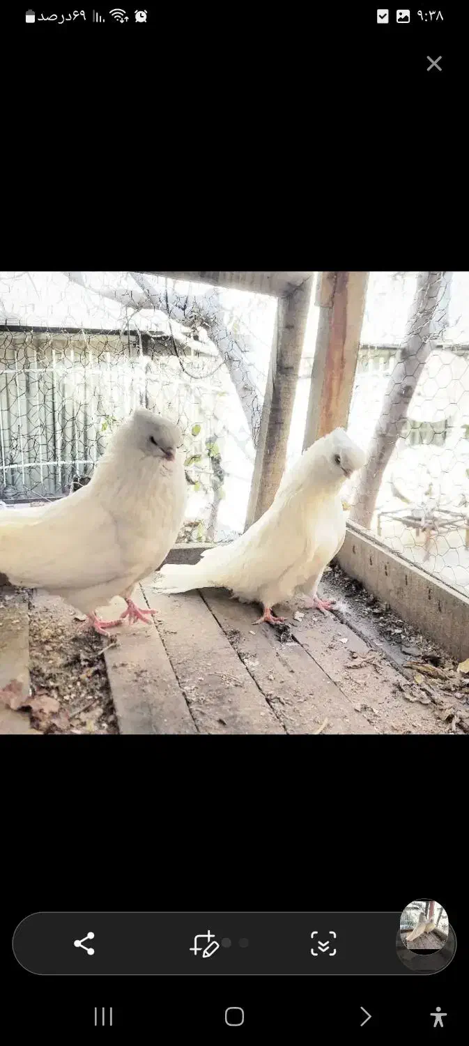 کبوتر|پرنده|بومهن, |دیوار