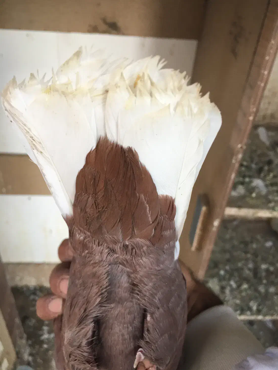 کفتر کبوتر بهبهانی|پرنده|شیراز, تندگویان|دیوار