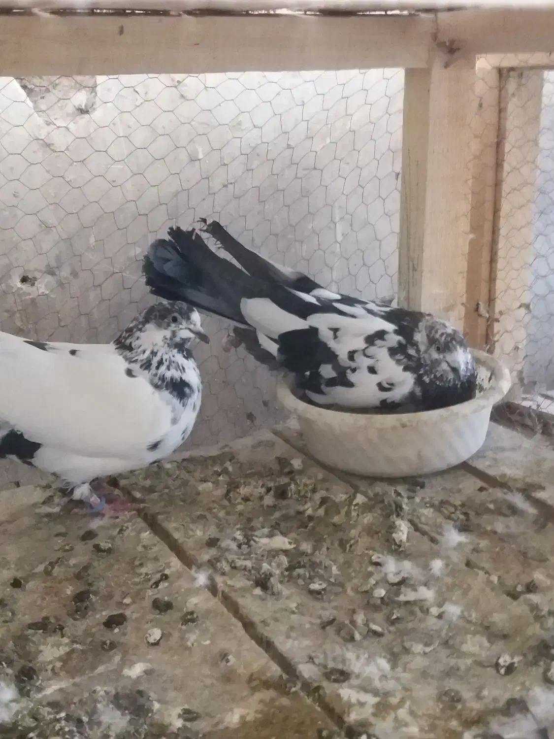 کبوتر پرشی|پرنده|کاشان, کوشک صفی|دیوار