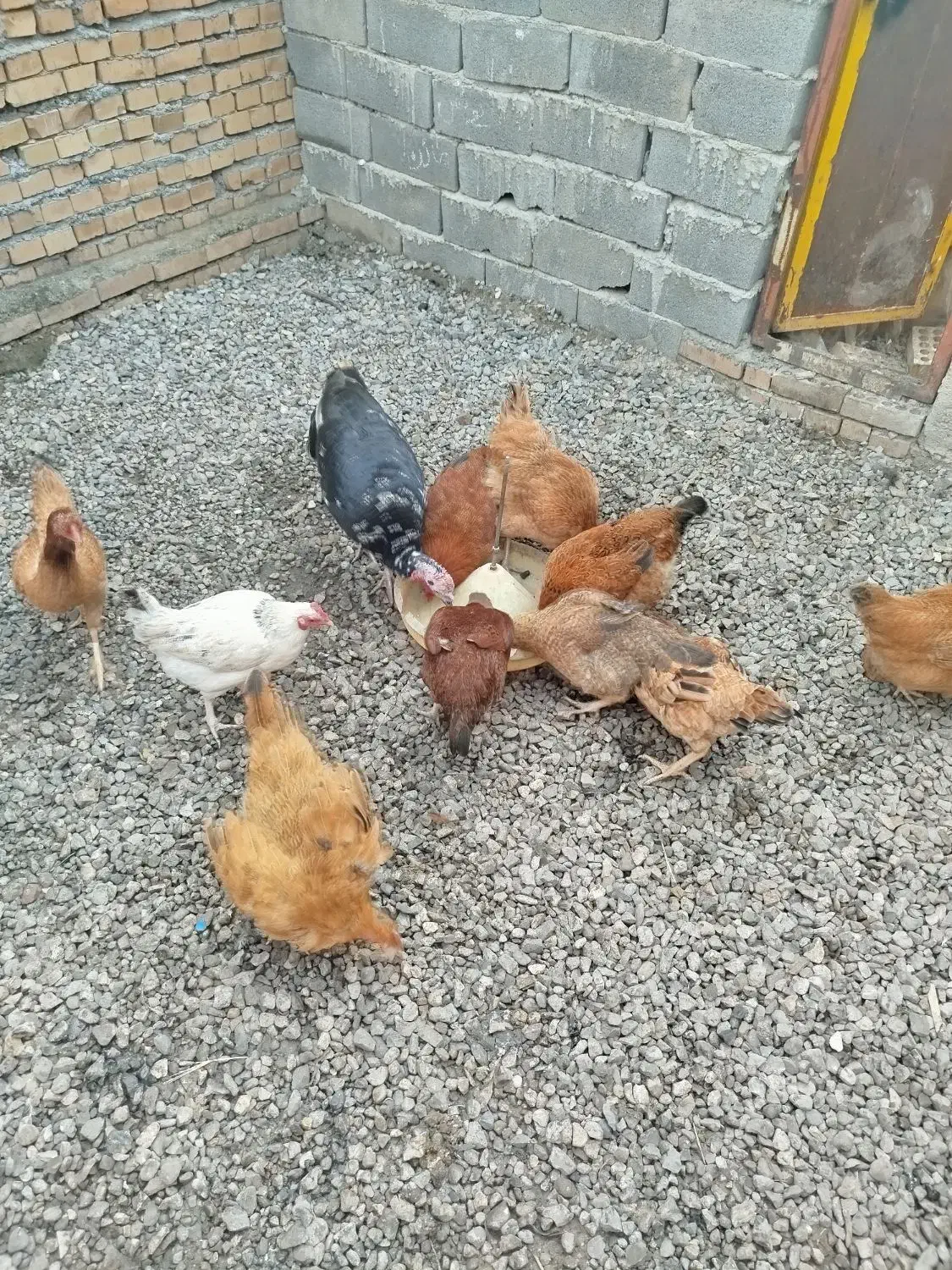 مرغ محلی|حیوانات مزرعه|خان ببین, |دیوار