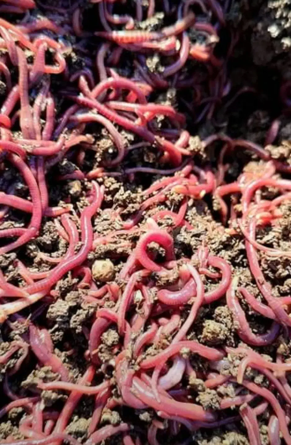 کرم کشاورزی|خدمات باغبانی و درختکاری|شیراز, گود خزینه|دیوار