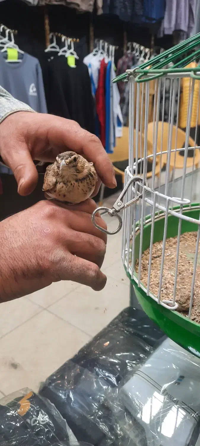 دو عدد سهرخاکی|پرنده|تاکستان, |دیوار