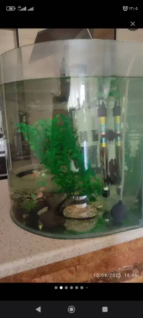 آکواریوم شرکتی|ماهی|همدان, |دیوار