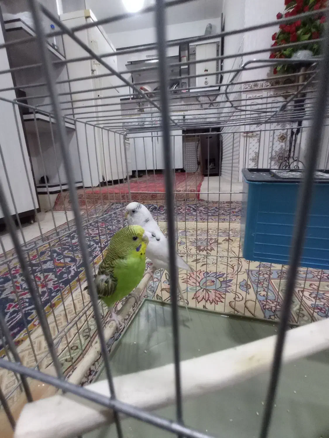 مرغ عشق|پرنده|نسیم‌شهر, |دیوار