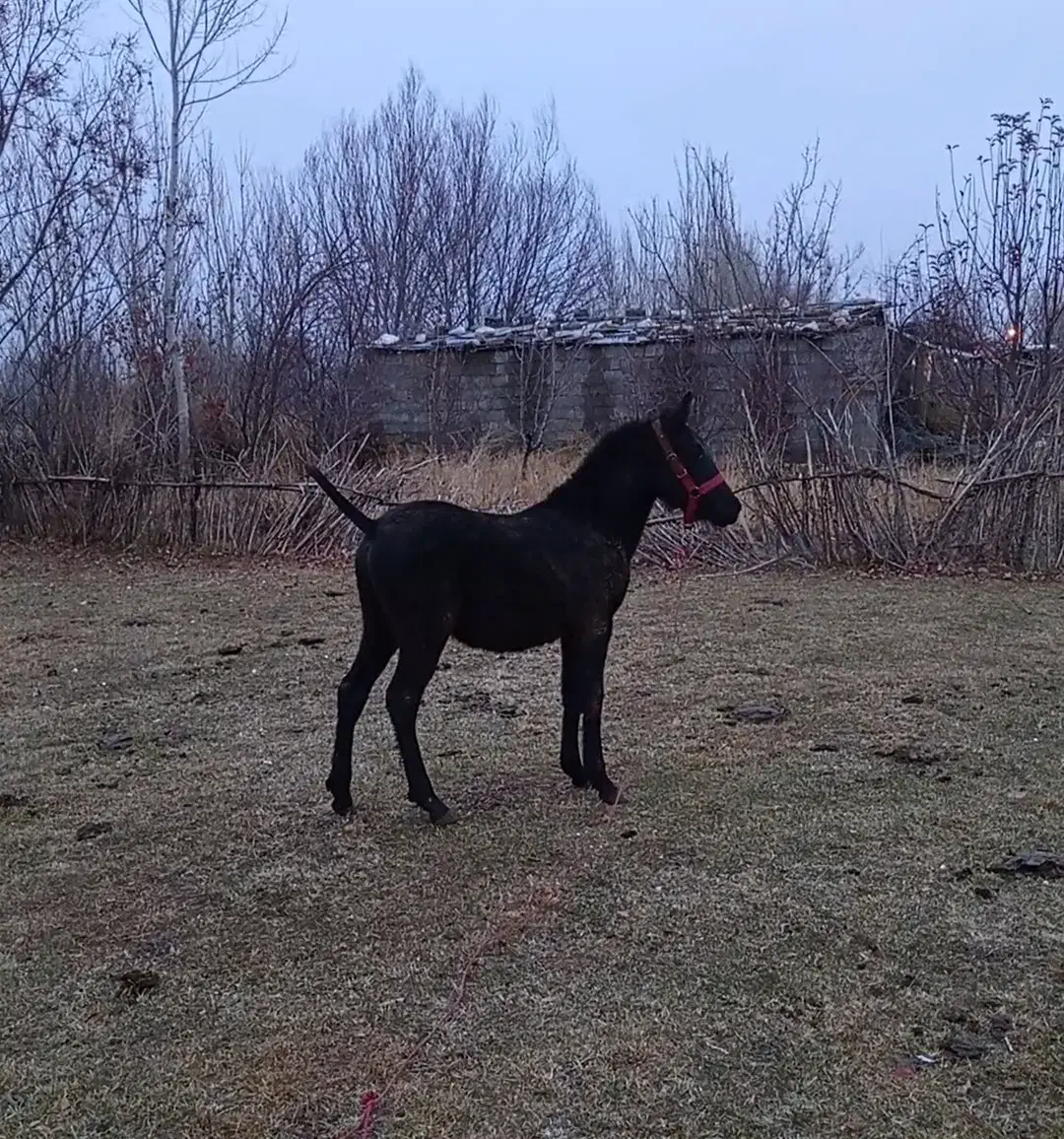 فروشی|اسب و تجهیزات اسب‌سواری|ارومیه, |دیوار