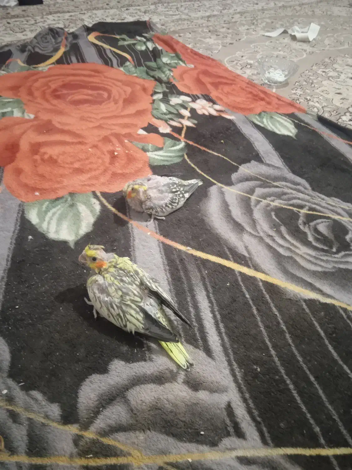 عروس هلندی جوجه|پرنده|مشکین‌دشت, |دیوار