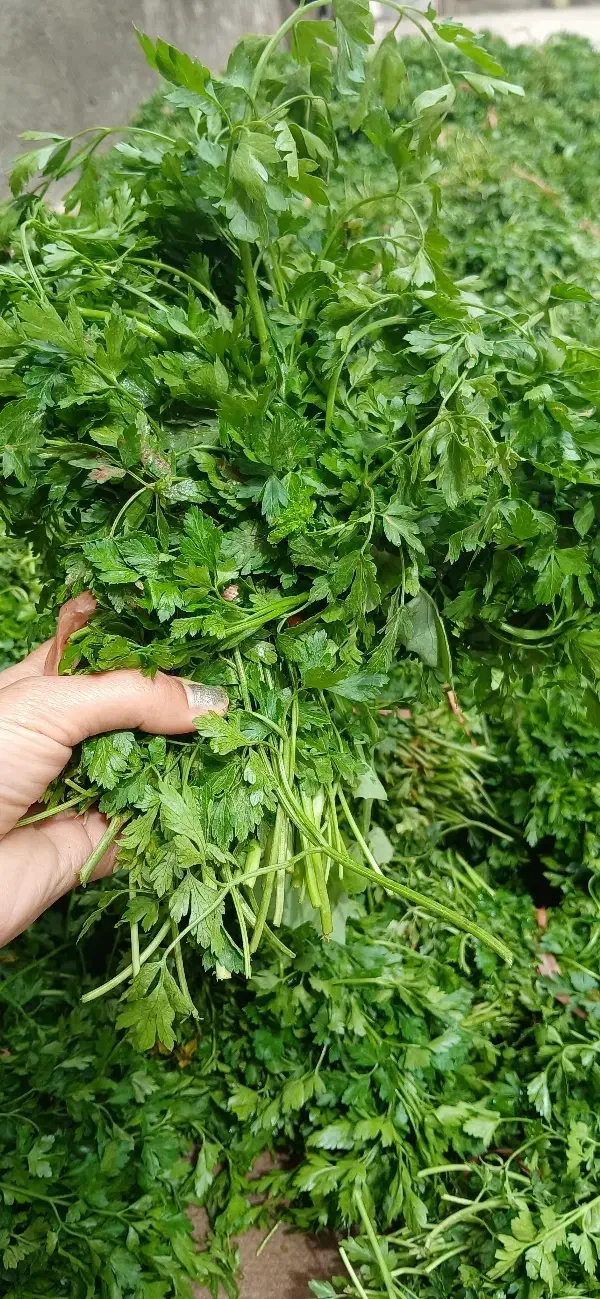 سبزیجات ارگانیک|عمده‌فروشی|نیشابور, خیام|دیوار