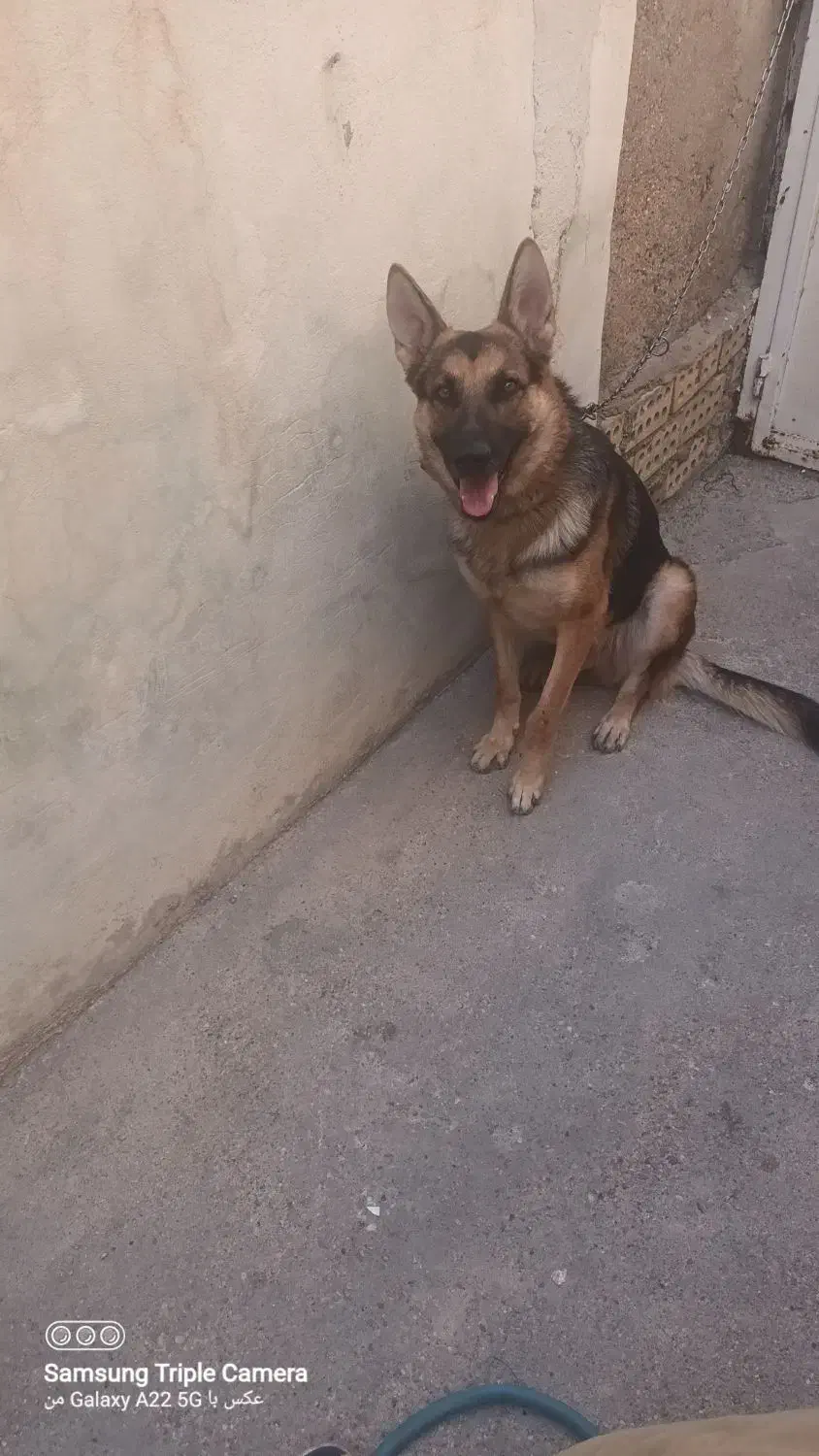 سگ ژرمن|سگ|اهواز, حصیرآباد|دیوار