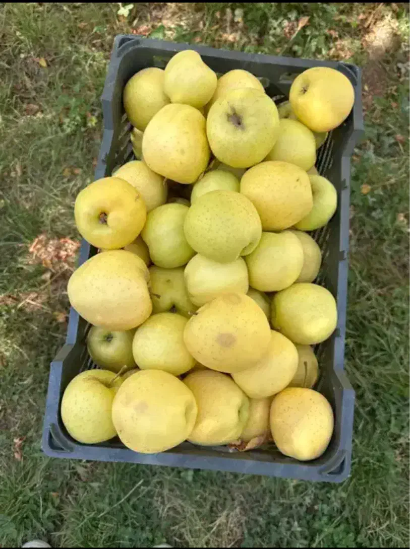 سیب درختی|حراج|مراغه, |دیوار