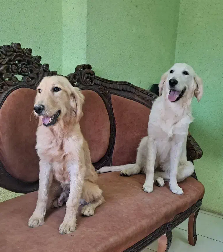 گلدن رتریور رنگ تیره و روشن SC|سگ|تهران, سازمان برنامه جنوبی|دیوار