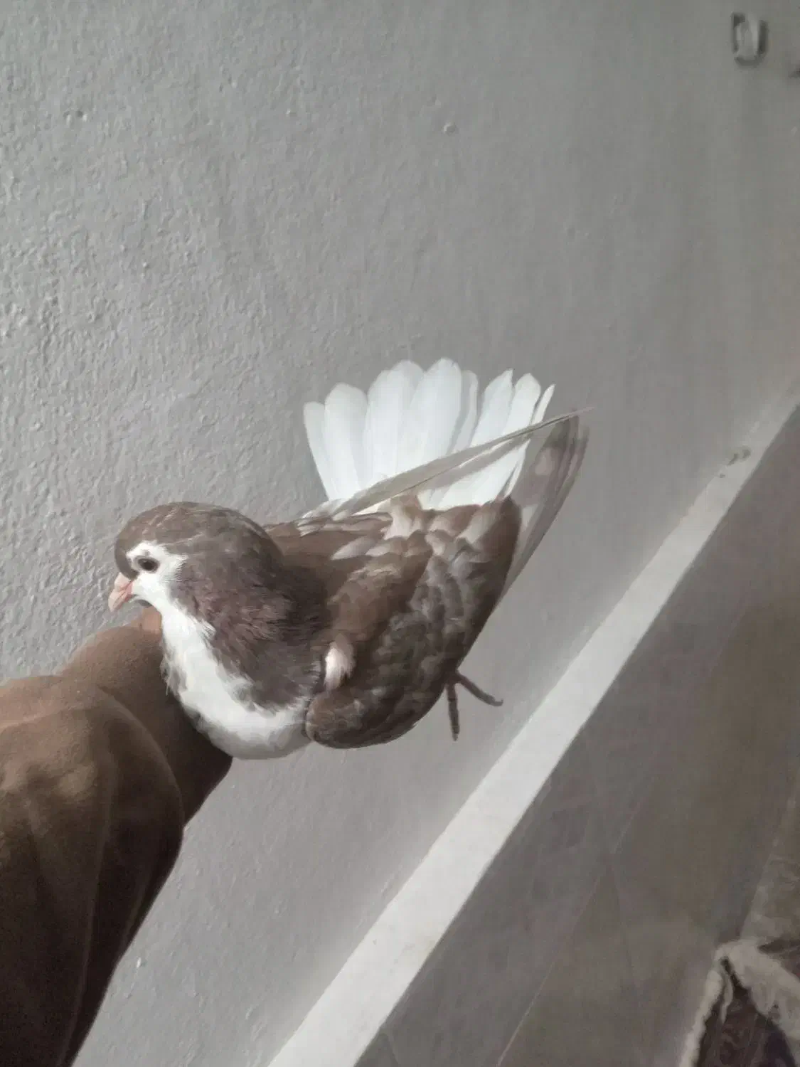 کبوتر دوبالی وطوقی وسبز ساده سرخ|پرنده|گرگان, |دیوار