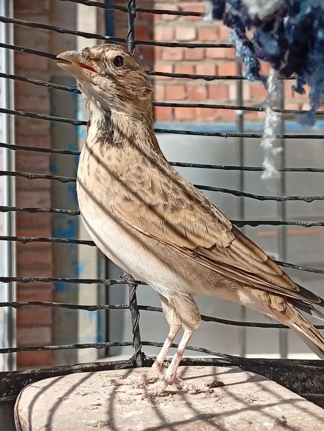 سهره|پرنده|کرمان, |دیوار