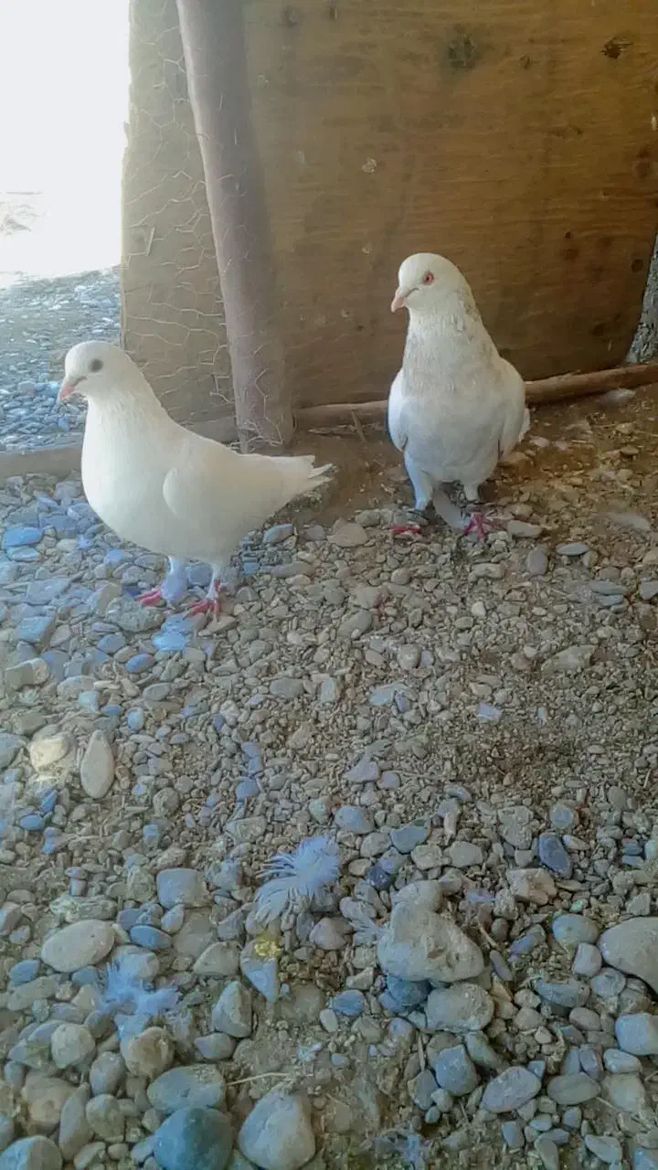 کبوتر|پرنده|سیرجان, |دیوار