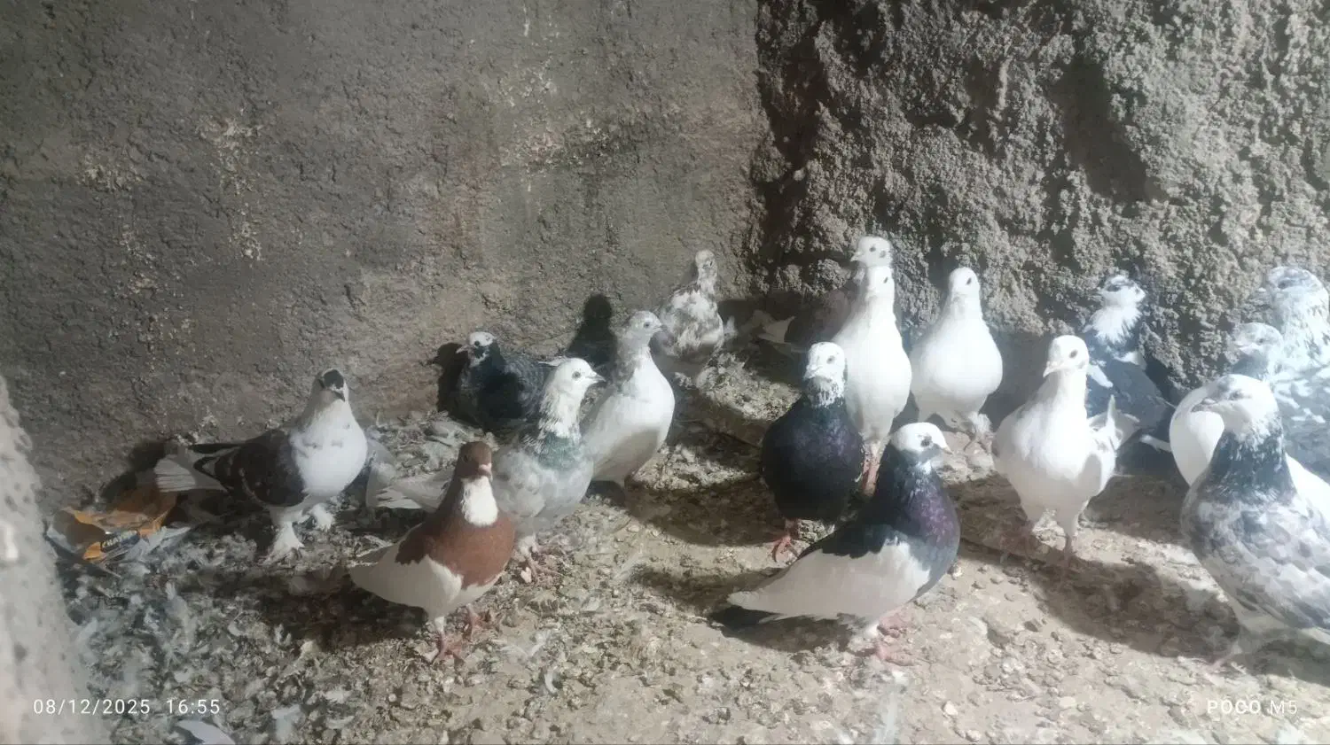 کفتر پرشی|پرنده|پیشخور, |دیوار