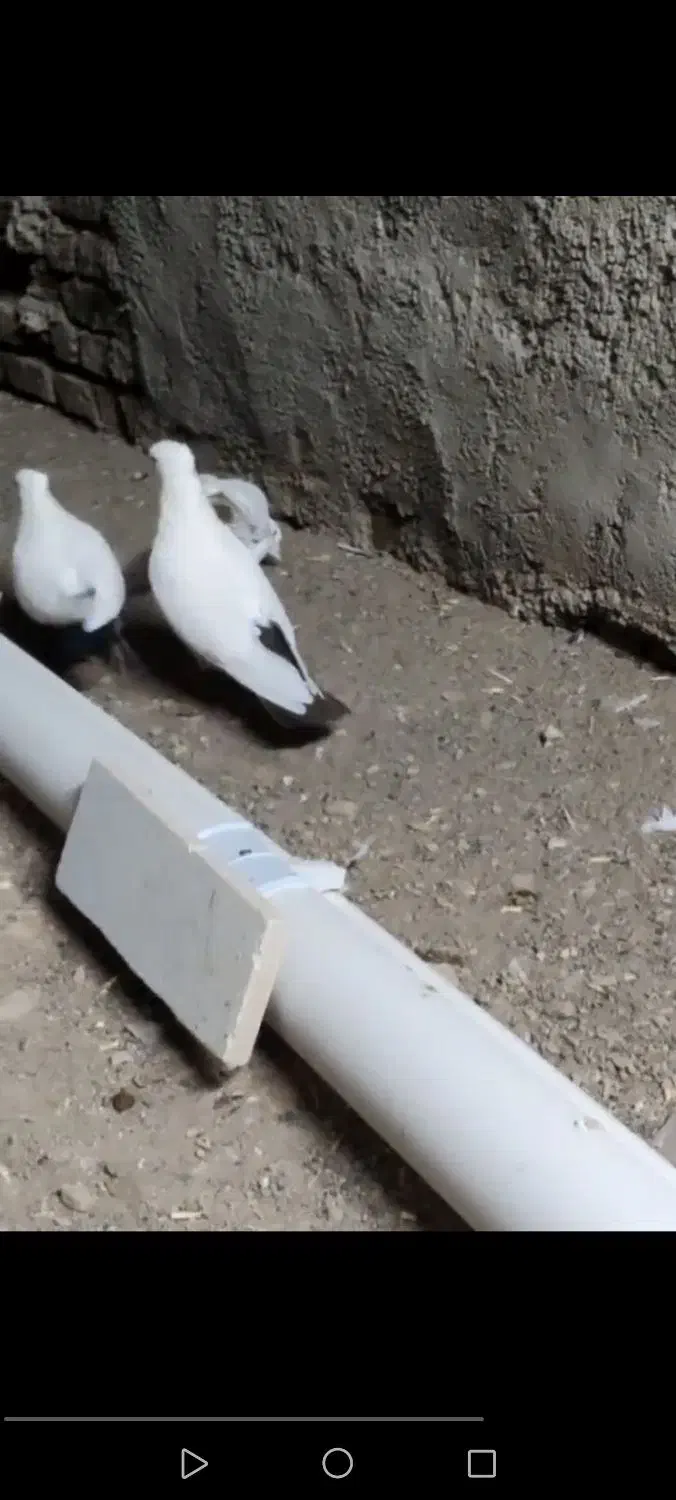 جفت دم سیاه|پرنده|سبزوار, سیادتی|دیوار