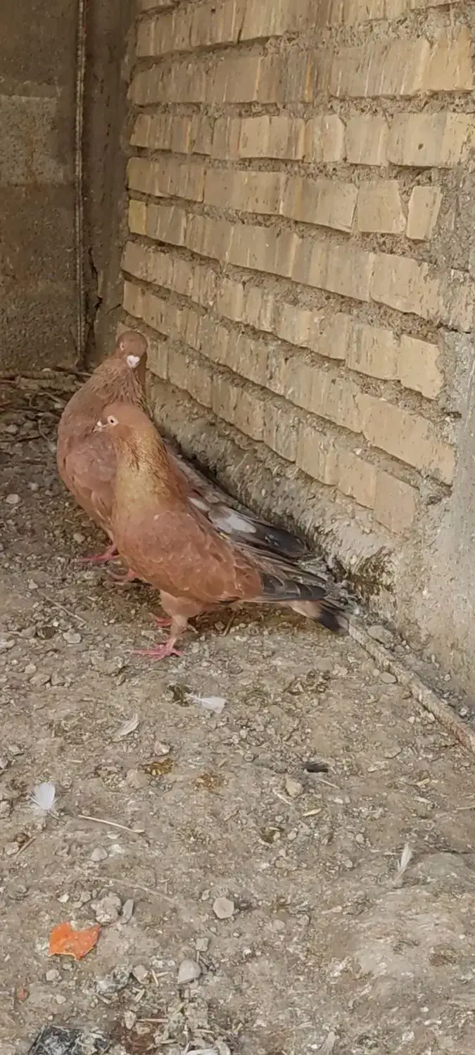 سوسنگرد|پرنده|سوسنگرد, |دیوار