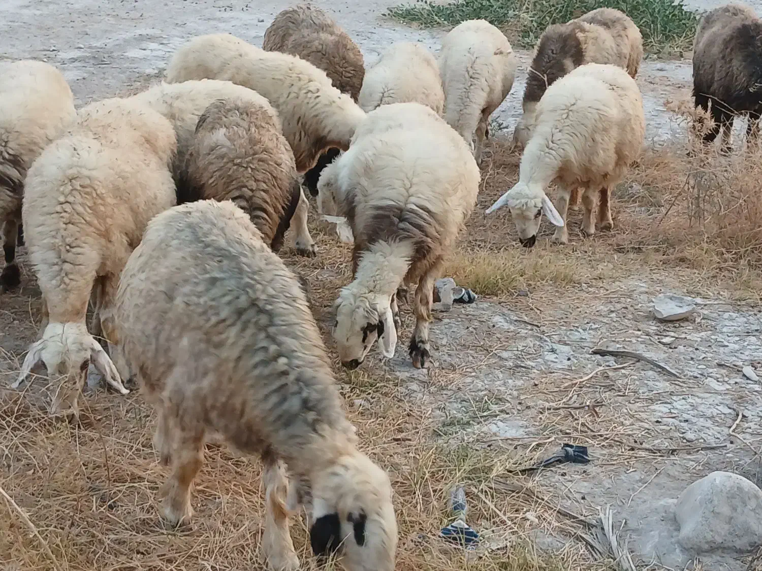 ۳۵راس میش ترکی بختیاری بره دار و آبستن گلون|حیوانات مزرعه|کازرون, |دیوار