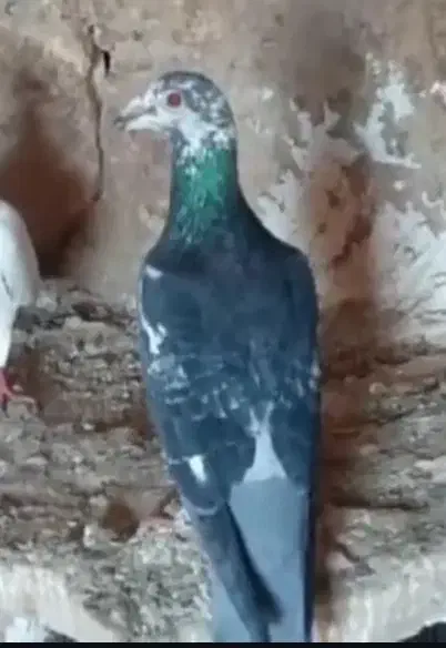 ۵۰۰|پرنده|شیروان (خراسان), |دیوار
