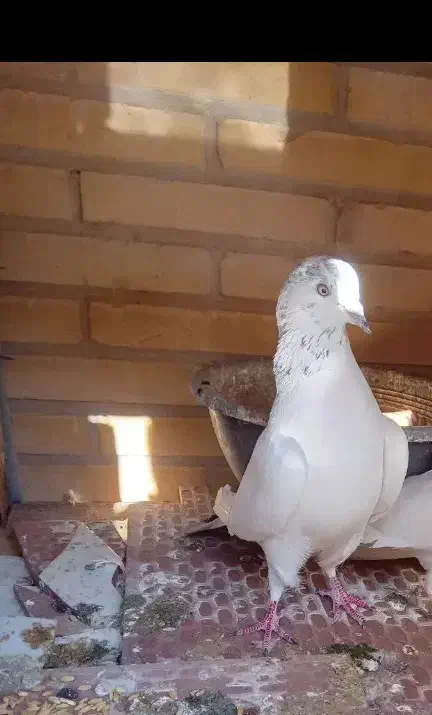 گم شده|پرنده|حمیدیا, |دیوار