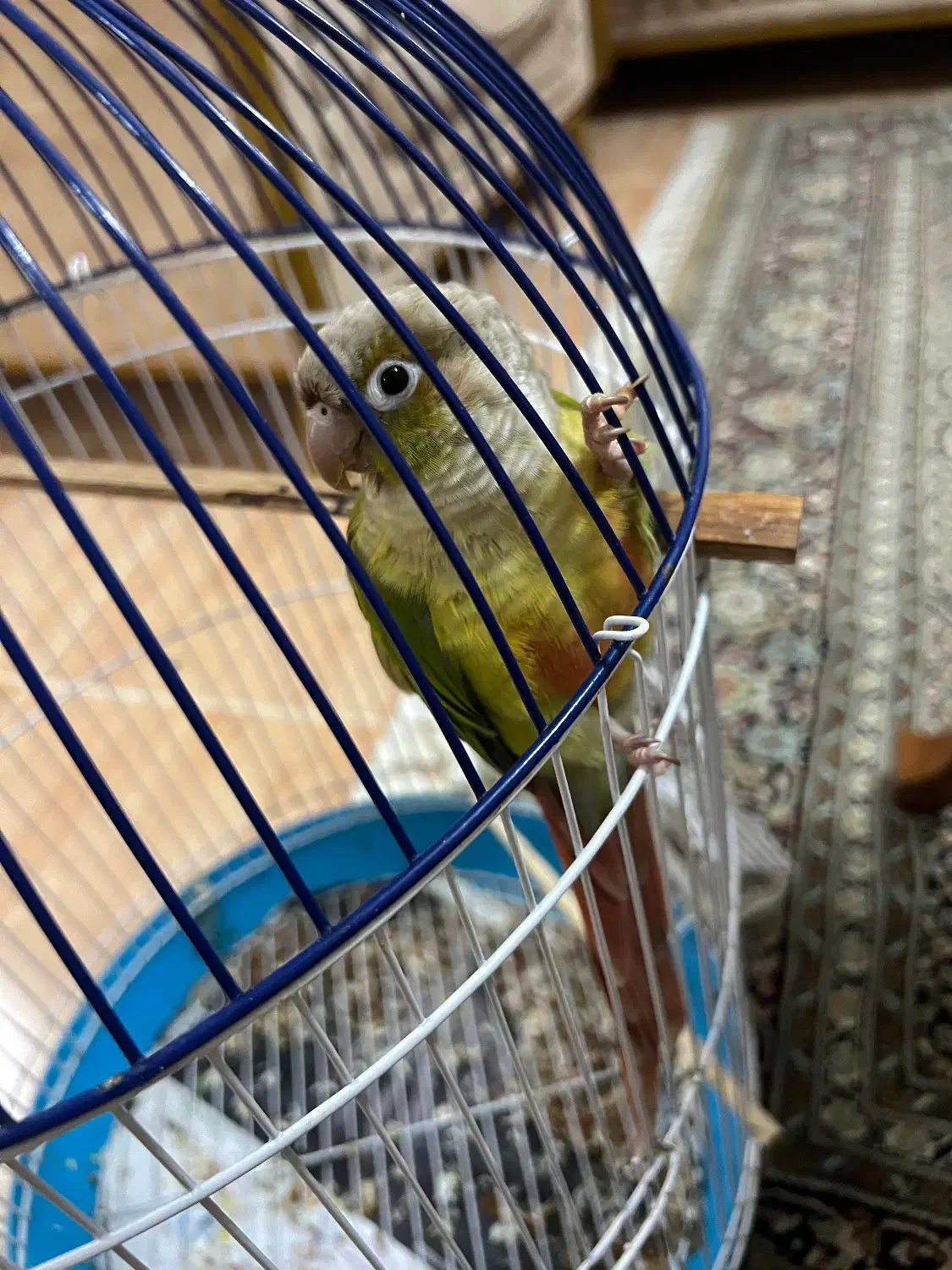 پرنده گرینچیک|پرنده|رشت, دیلمان|دیوار