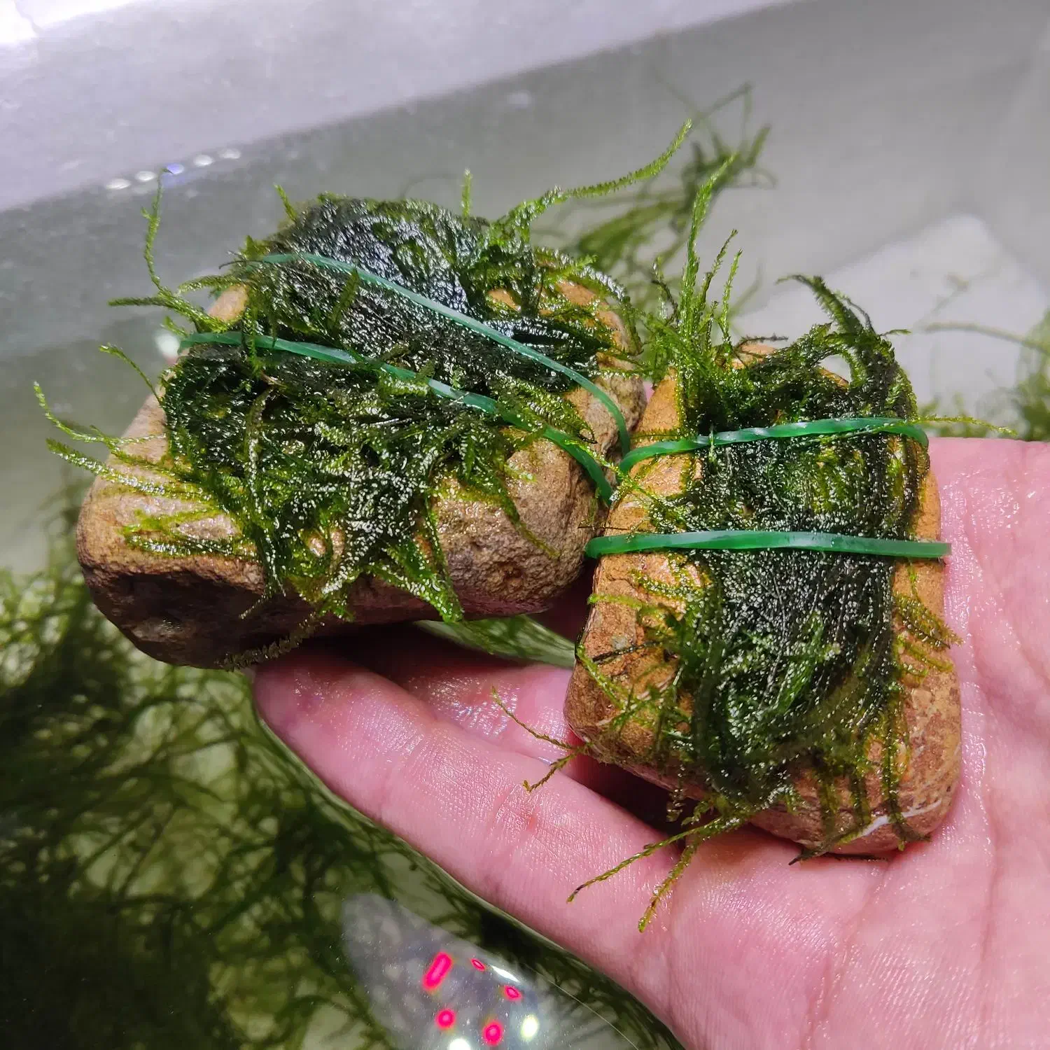 خزه کریسمس|ماهی|رودهن, |دیوار