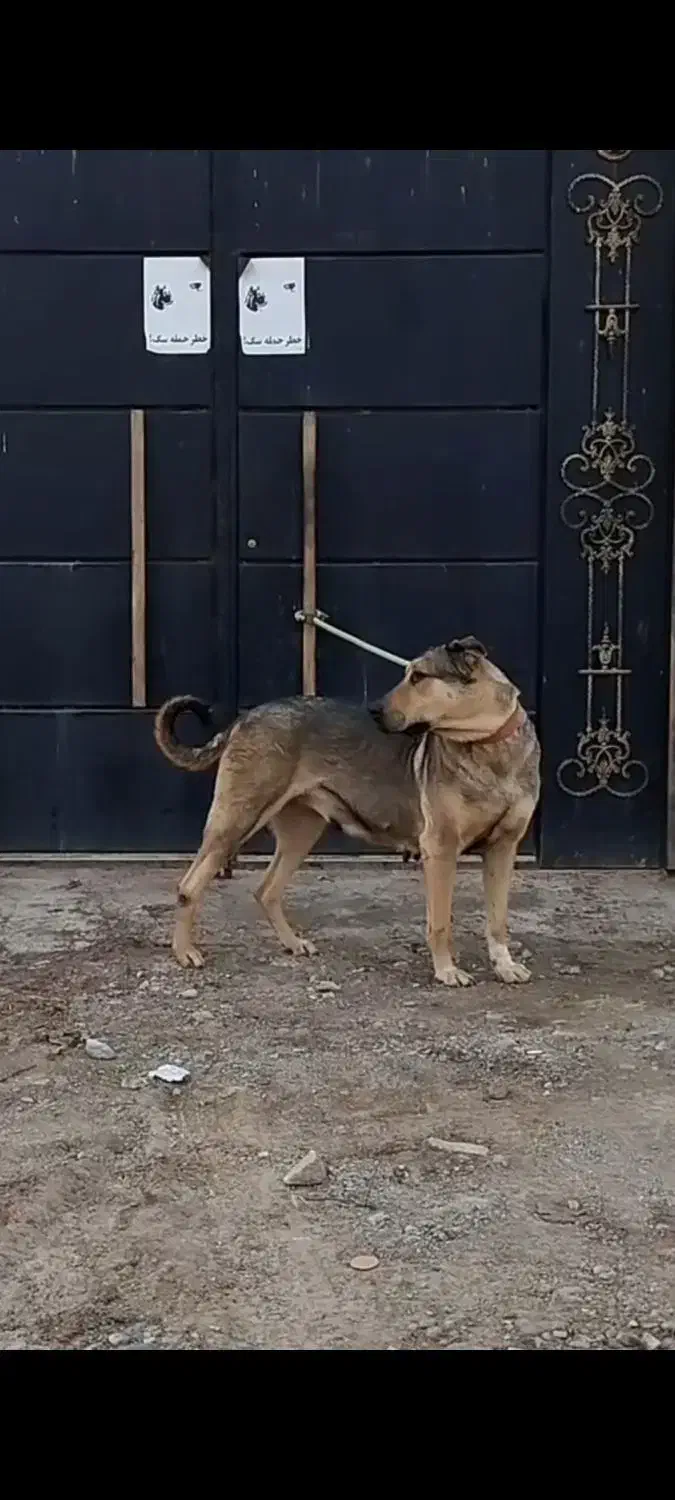 پژدر|سگ|مشکین‌دشت, |دیوار