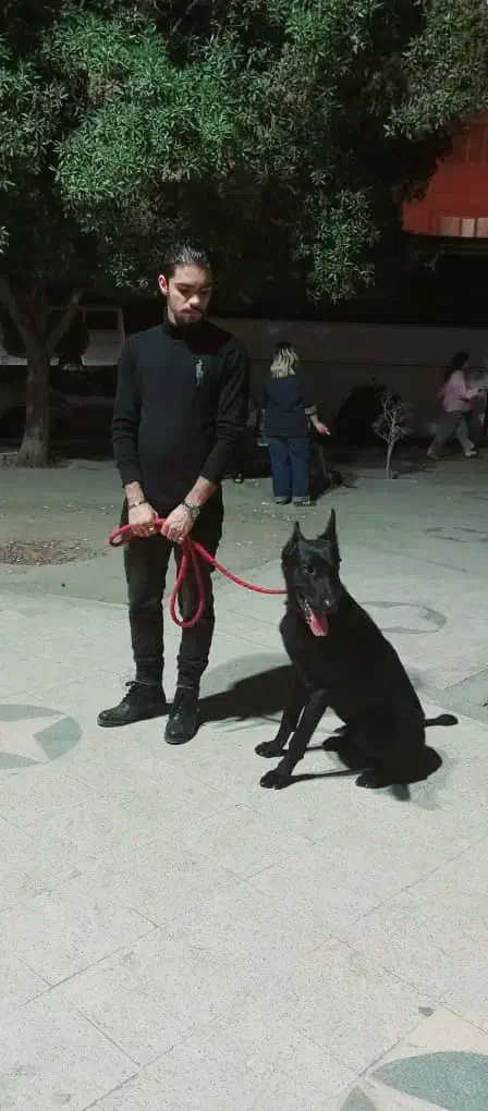 آموزش سگ|خدمات آموزشی|بندرعباس, |دیوار