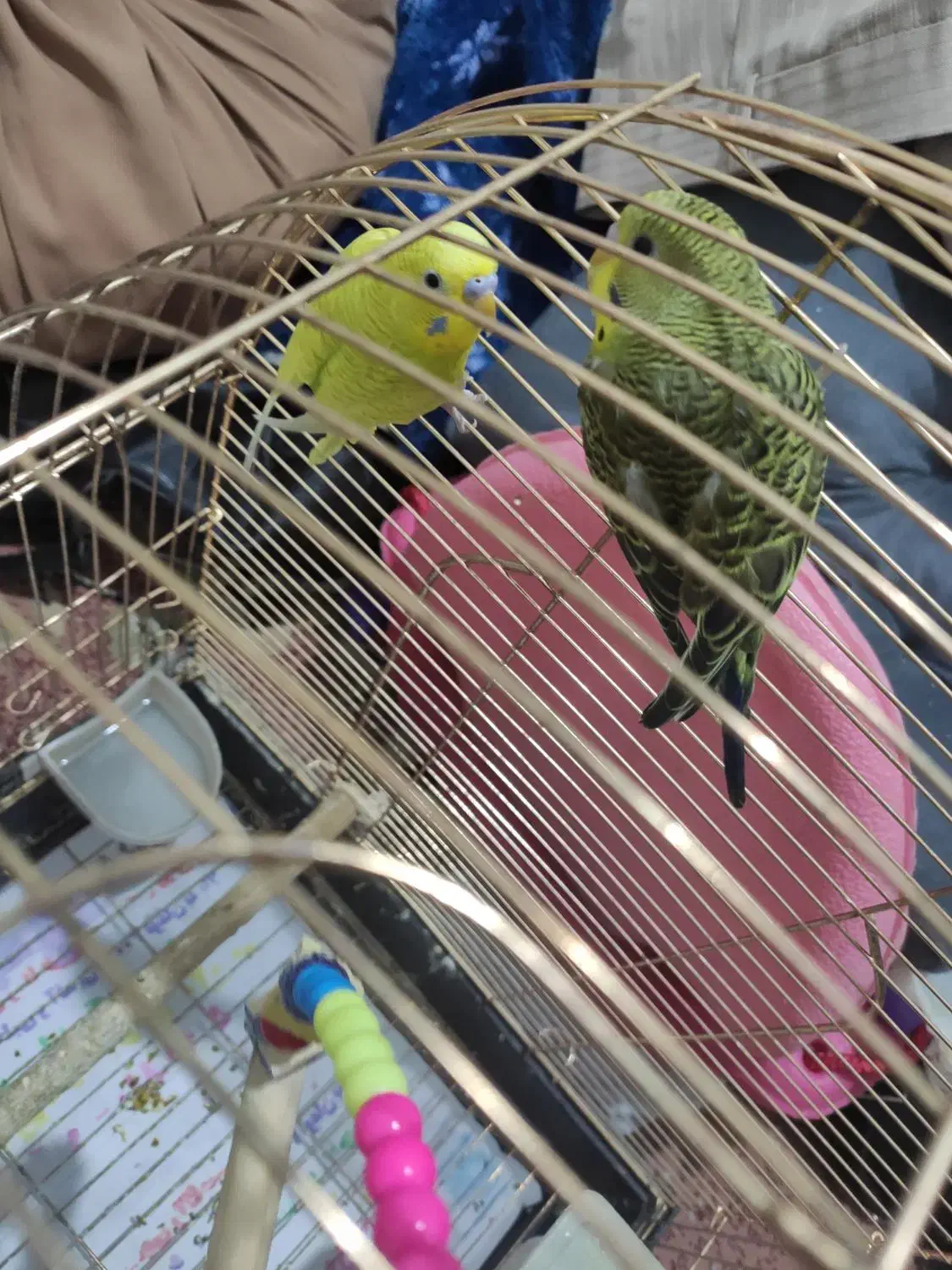 مرغ عشق جفت با قفس|پرنده|ری, دولتآباد|دیوار