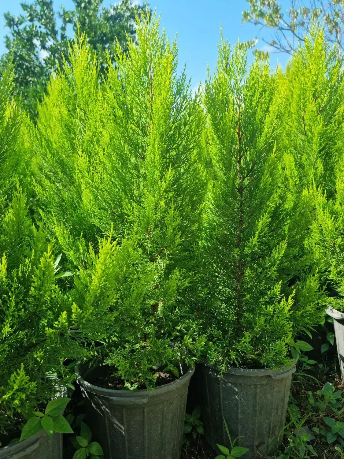 کاج لاوسون|گل و گیاه طبیعی|نوشهر, |دیوار