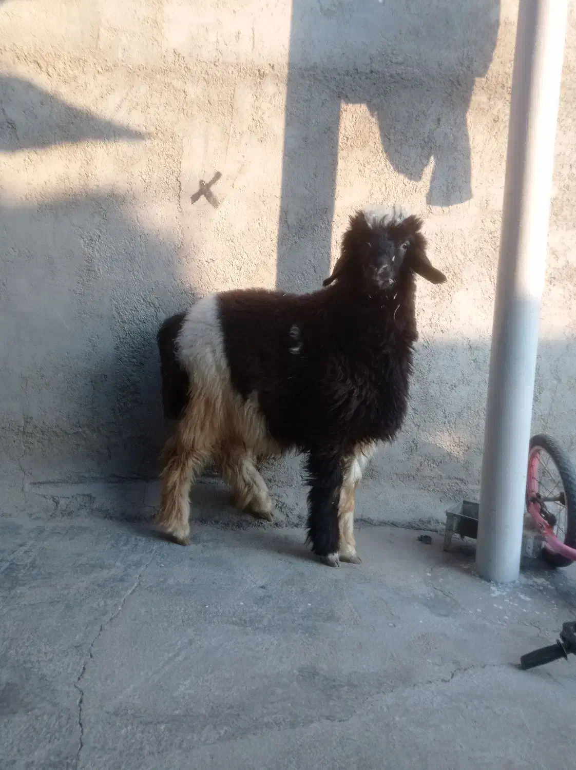 بره نـر|حیوانات مزرعه|بهبهان, |دیوار