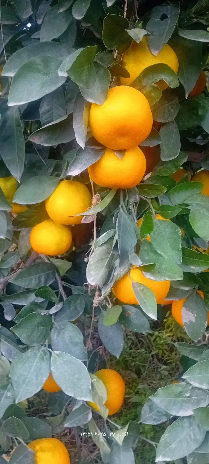 کارگر پرتقال چیدن وبسته بندی آقا وخانم|خدمات باغبانی و درختکاری|علیآباد کتول, |دیوار