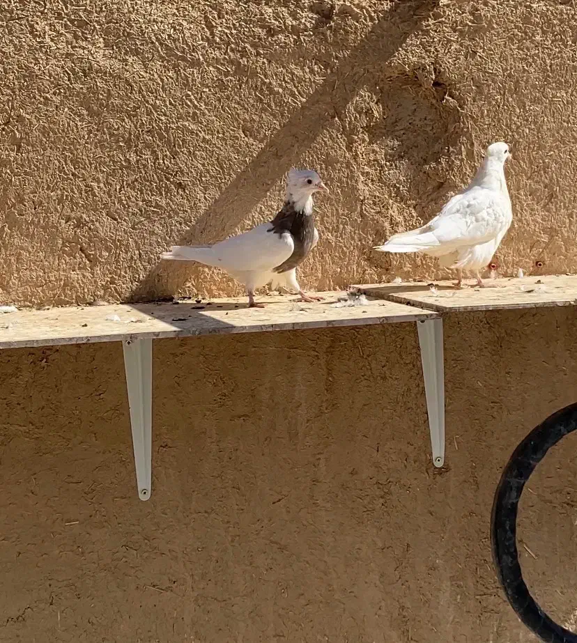 ۳۷ عدد طوقی |پرنده|شهرضا, |دیوار