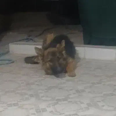 سگ ژرمن|سگ|میناب, |دیوار