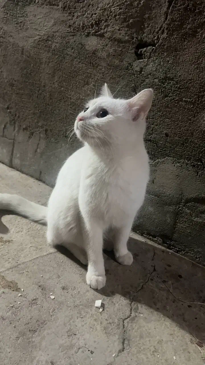 گربه برتیش واگذاری|گربه|بوکان, |دیوار
