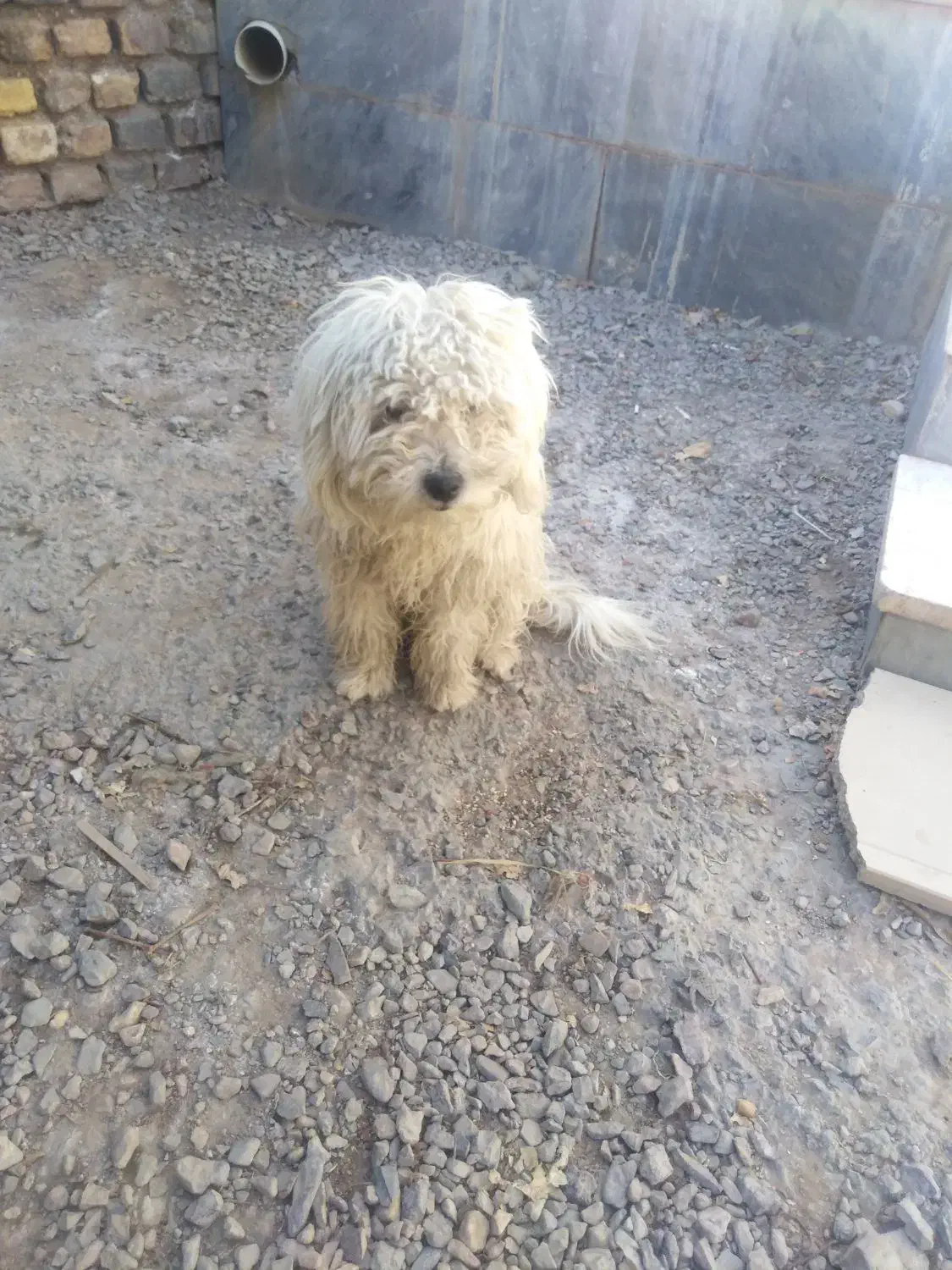 فروش سگ خونگی|سگ|فردوس (خراسان), |دیوار