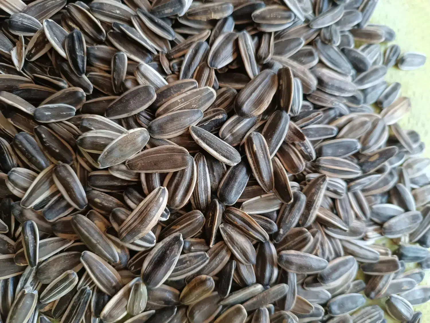 تخمه|خوردنی و آشامیدنی|سنقر, |دیوار